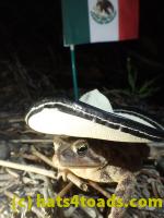 /home//u458753944/public_html/sourcegallery////////////////////////////Roxborough Toad Detour/2013-2019/2017/P4100667.JPG